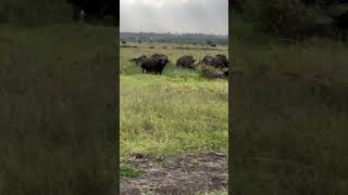 #wildbeasts #subscribe #trending #nairobinationalpark #nairobi