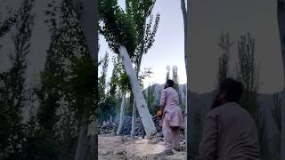 The Art and Craft Of Tree Cutting  #treecutting #expert #cuttingmachine