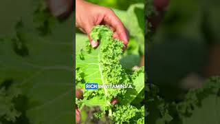 Top 5 Healthiest Vegetables