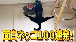[There is no such cat! lol] 100 funny cat videos full of things to point out! Part 21 (meowing, k...