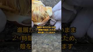 孵化直前の卵の殻を割ってみた #バロット