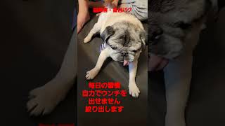 自力ウンチが出せない為のルーティン#認知症犬 #盲目犬 #shorts
