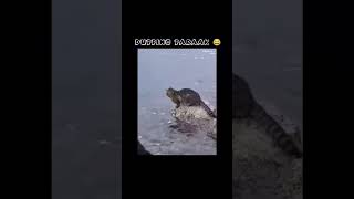 catching fish 😂#cat#dog#monkey#funny#shortfeed#shorts#subscribe#tamil#dubbing