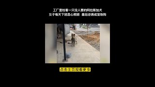 #狗狗 #流浪狗 #是宠物更是家人 #善待动物关爱生命 #救助狗狗