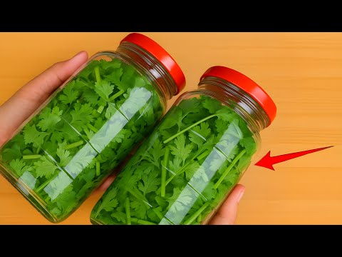 how to store cilantro for 1 year without spoilage