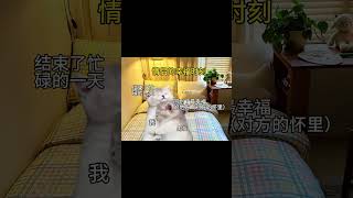情侣的幸福时刻#cat #shorts #猫咪的迷惑行为