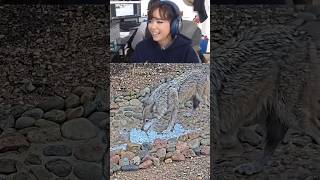 Wolfdog’s first ice bath 🧊🐺 #shorts #wolf #notapet #enrichment #alveus #mayahiga #twitch