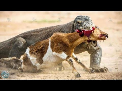 The Lizard King Has Venom, a Killer Bite… and No Fear ─ KOMODO DRAGON