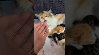 Jangan Sentuh Anak Saya!! 😁 don't touch my children!! #kucing #kucinglucu #kitten #rescuecat