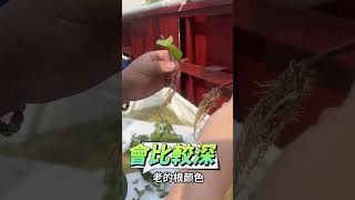 突擊農田 ! 鐵幕青年推薦的水耕神物 !