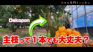 【2月中旬】デコポンの主枝は邪魔なら切ってもいいの？／Dekopon