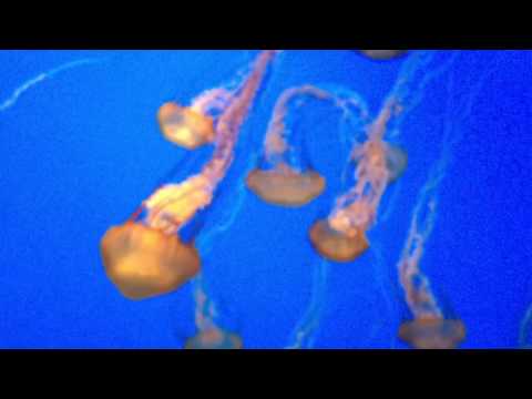 SFO Aquarium Jelly