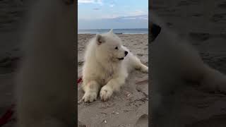 #doglover #puppy #doglove