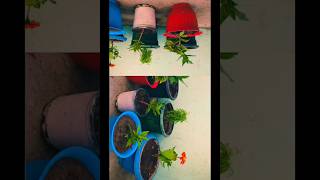 #youtubeshorts #ihavethisthingwithplants #createvideos #youtube
