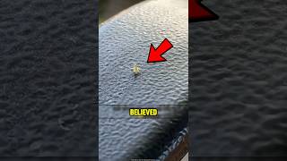 Bug Goes Viral for Its Moves 🔥