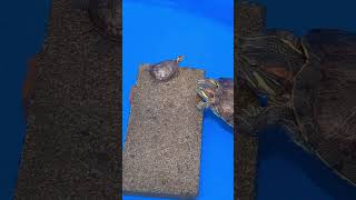 Turtle conversation. #patspetshow #reptiles #turtle #foryou #for #foryoupage #fyp #fy #fypage