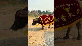 黔雷大力神到达醒狮斗牛城，体重2600斤，年龄1枯，耐力超好，在白午挖机杯比赛中，50个牛获得亚军，比赛出场时间接近两个小时，这次是它休息1年多后，首次露面，风里雨里，醒狮等你。大力神 牛王争霸赛