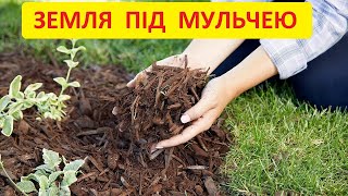 Мульчування грядок. Як виглядає земля після 3 років мульчування. Мульча та плодові кущі