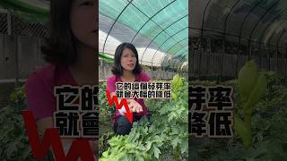 你有沒有那種買了種子卻發不出芽來的經驗呢？買明日葉種籽時要注意些什麼呢？#草本植物 #藥用植物 #青草藥 #大雪山農場 #明日葉