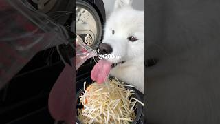 ジンギスカン風ごはんつくったら爆食してくれました！