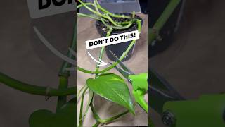 Watch this before you cut and propagate your pothos! #plants#indoorplants#asmr#asmrsounds