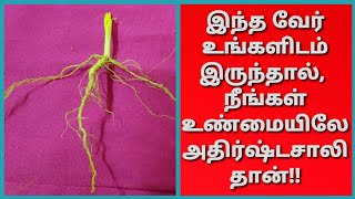 பணத்தை கொட்டிக் கொடுக்கும் அற்புத வேர் வழிபாடு...பல வகைகளில் பணம் வந்து சேரும்...நம்பி செய்யுங்க!!