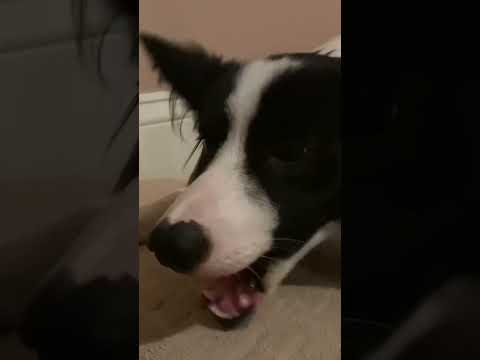 Dog Eating Carrots