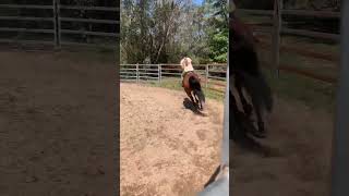 Worked On Him Listening to Subtle Cues, All I Did Was Breath Out For This Stop #horse #equestrian