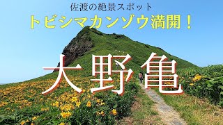 大野亀【佐渡の絶景スポット】2023/5/27　トビシマカンゾウ満開！