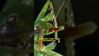 The Katydid's Strike Is Lightning FAST! #spider #insects #wildlife
