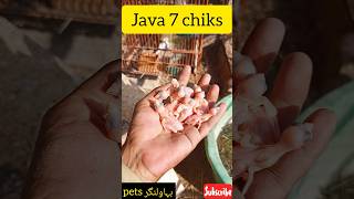 Javachiks#shorts#javalover#javasetup#javabreed#javabreeding