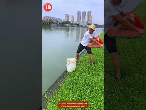 Fish Overflow After the Rain! The Net Couldn’t Handle It 🐟🌊