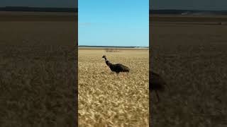 Old man emu going for a run through the wheat!