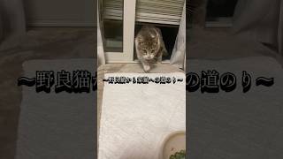 ⑦野良猫時代のエビ子#ねこ#ねこのいる暮らし #ねこ動画 #猫のいる暮らし #猫のいる生活 #ねこ部 #猫動画 #野良猫#保護猫#小田和正#たしかなこと#ねこ好き #家猫
