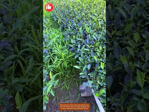 Grass Vanishes in Seconds — Lawn Mower Magic in Motion 🌿⚙️ #toolsight #tool #farmingtools