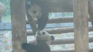 Fighting Pandas 熊猫打架掉下来