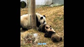 熊貓媽媽的兩個小媒球打架了#funny #panda #cuteanimals