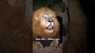 $1,200 iphone  VS $12,000 Sony Camera