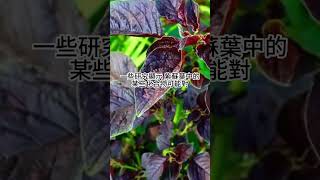 紫蘇葉-降血壓和降血脂