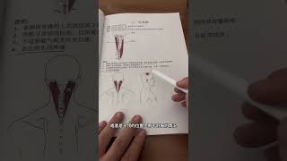 颈椎痛｜落枕｜头夹肌｜肩胛提肌 #relax #推拿 #education #muscle #anatomy