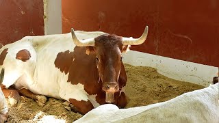 Ocho bueyes de Florito para los encierros de San Sebastián de los Reyes 2024