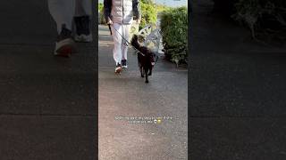 Crying 😂😂😭😭 #foryou #funnyshorts #animalshorts #dogmom #dogshorts #dogfunny
