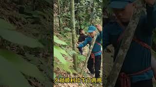 善良的警卫叔叔带着孤儿，进山砍竹子