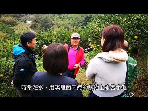探訪在欉黃的『寶香柑桔』_黑貓好物挖挖wow