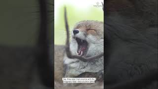 3 Fox Facts You Won’t Believe!