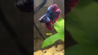 Your Betta Deserves Better! 💔