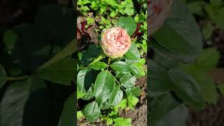 My beautiful Russia 🇷🇺 ❤️ #rose #flowers #beautiful #dunilovo