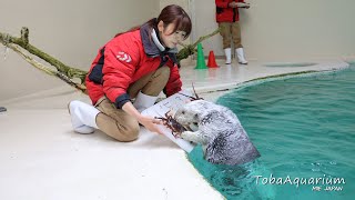 《鳥羽水族館》ラッコの「メイ」が伊勢志摩国立公園指定80周年記念事業のPR大使に任命されました！