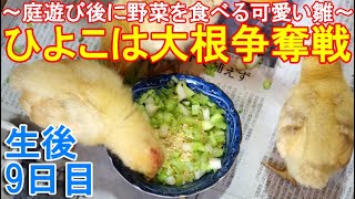 ひよこは大根葉争奪戦～庭遊び後に野菜を食べる可愛い9日目の名古屋コーチン幼雛～
