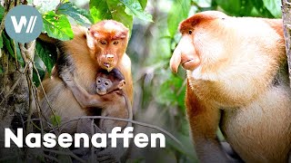 Nasenaffen-Männchen vertreibt Rivalen und beeindruckt seine Weibchen